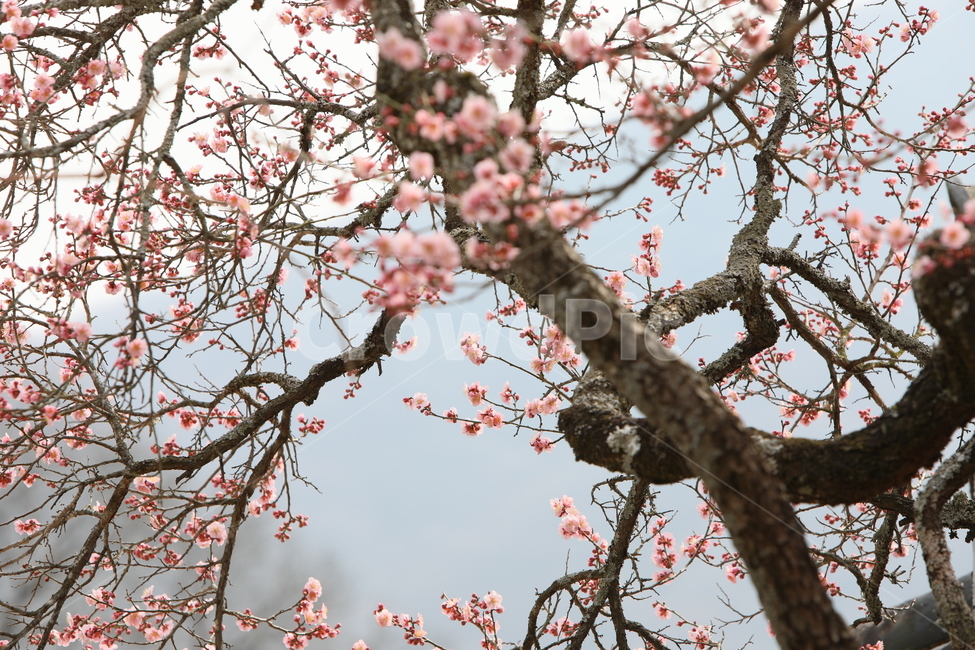 plant,식물,매화,고목,봄,봄,계절,spring,season
