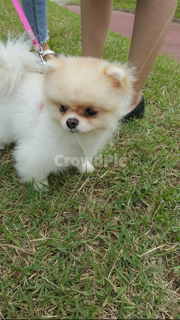 강아지,포메,귀여움,산책,댕댕이,동물,animal,포유류,mammal,개,강아지,dog,doggy