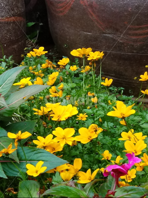 꽃,식물,꽃잎,plant,flower,blossom,황매화,장미과,노란색꽃,식물,자연,plants,nature,꽃,flower