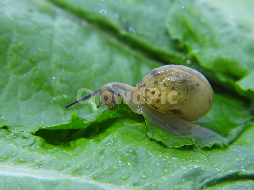 달팽이,상추,자연,snail,녹색