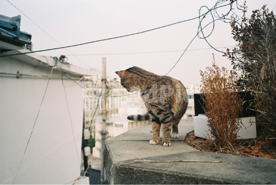 길냥이,고양이필름사진,필름카메라,고양이,도둑고양이,동물,animal,포유류,mammal,고양이,cat,kitten,kitty