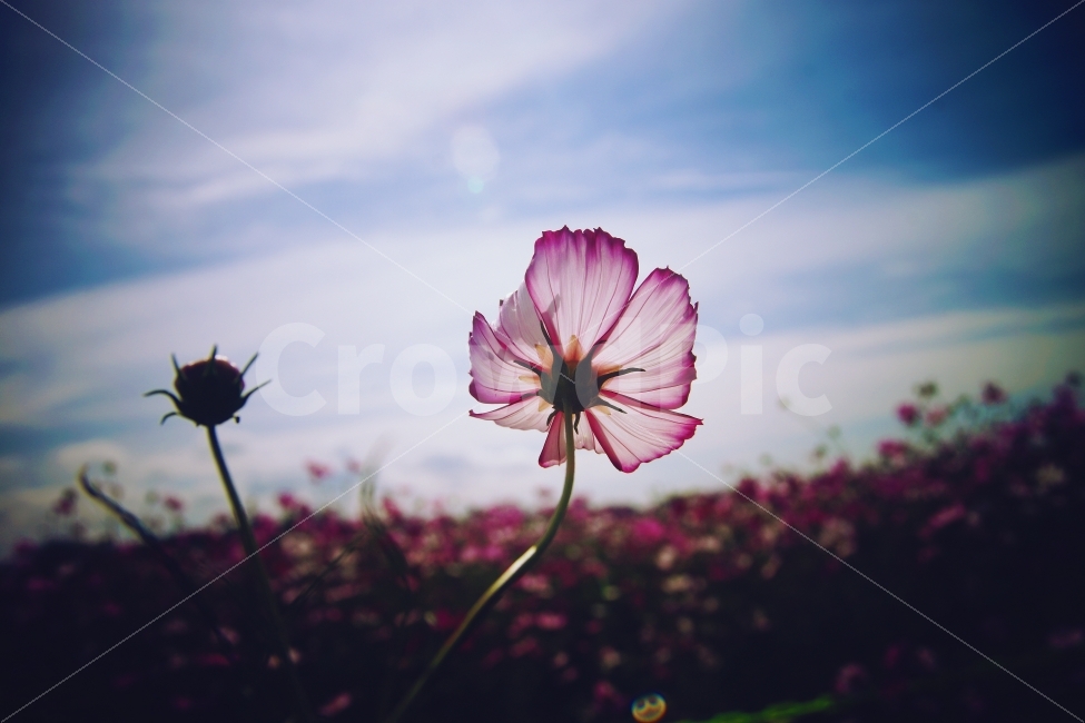 가을,코스모스,꽃,역광,하늘하늘,파란하늘,가을,계절,fall,autumn,season,식물,자연,plants,nature,꽃,flower,감성,sensible,feeling,geranium,제라늄,blossom,plant