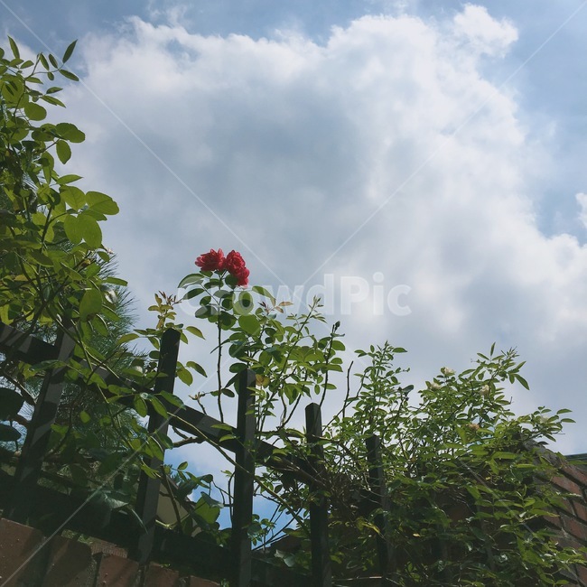 장미,식물,울타리,하늘,구름,맑은하늘,맑은날,rose,plants,감성사진,분위기,fence,cloud,sky,화창한날,꽃,flower,mood