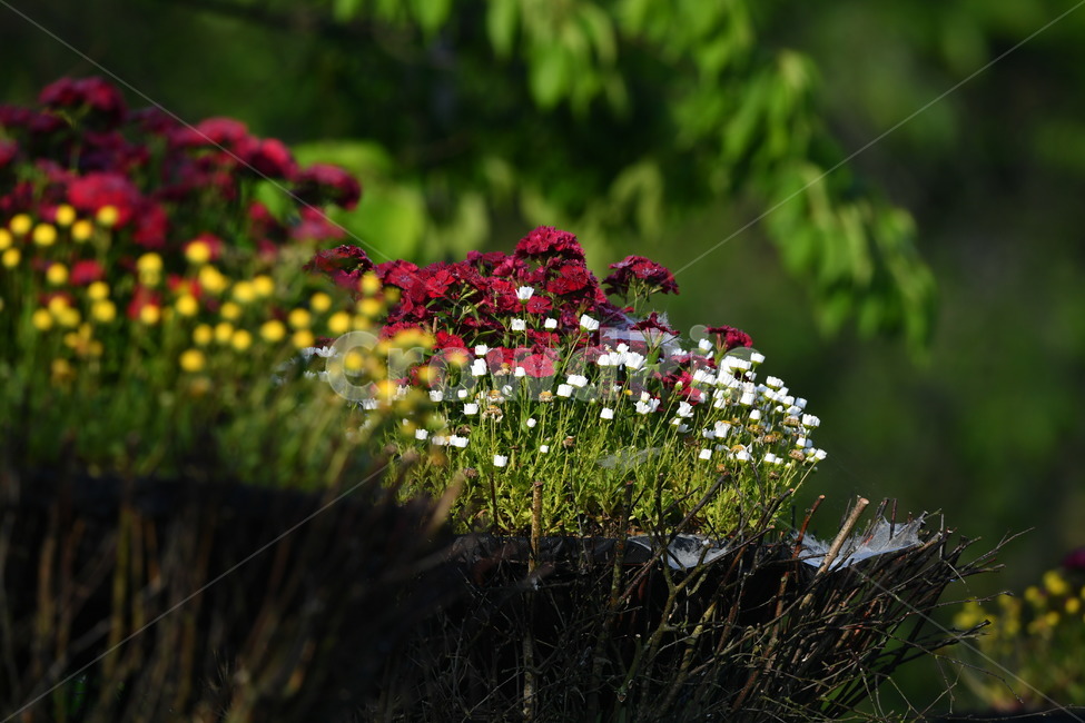 꽃,자연풍경,감성사진,식물,봄,봄,계절,spring,season,식물,자연,plants,nature,꽃,flower,plant,blossom,geranium,제라늄