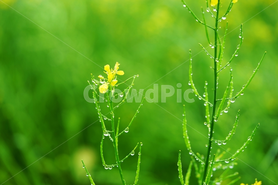 유채꽃,유채,빗방울,비,봄꽃,식물,자연,plants,nature,꽃,flower