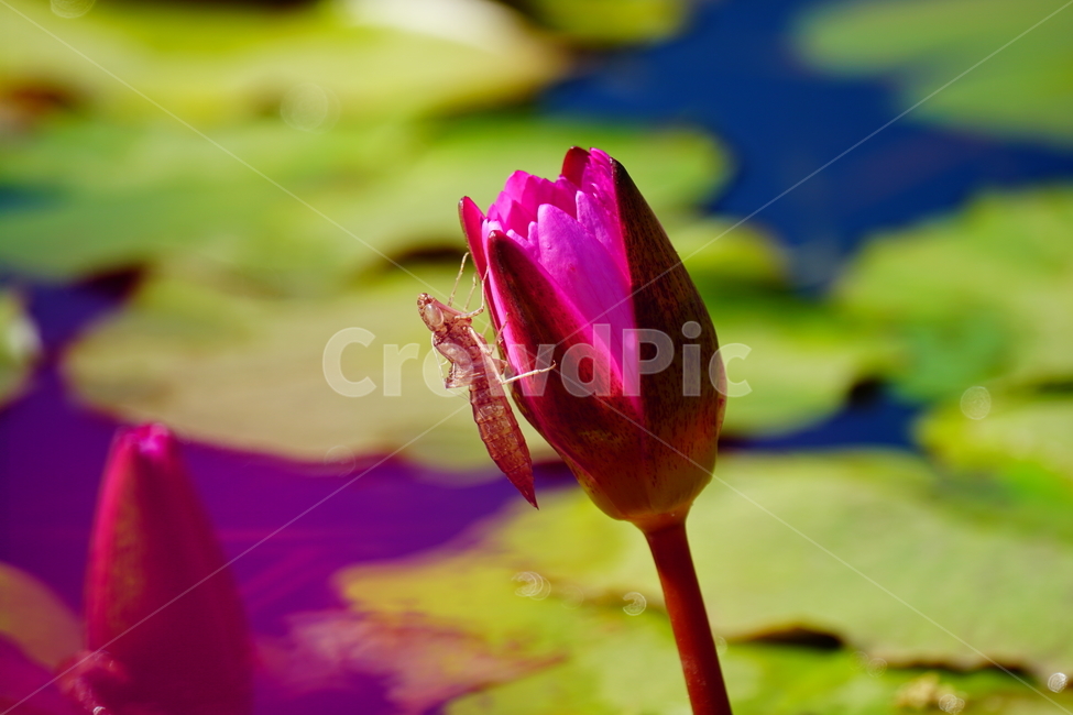 수련,연꽃,여름꽃,플라워,flower,lotus,waterlily,pondlìly,식물,자연,plant,nature,연못,연잎,연꽃잎,꽃,수생식물,pond,수중식물,여름,summer