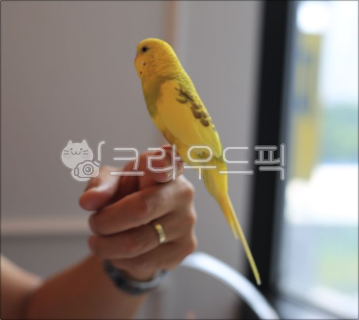 새, 앵무새, 동물, bird, animal, 사진,이미지,일러스트,캘리그라피 - 미리내작가