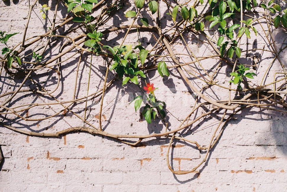 plant,식물,벽,꽃,가지,봄,자연,spring,flower,nature,wall,봄이미지,배경