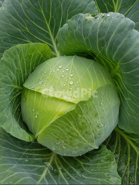 plant,식물,양배추,vegetable,cabbage