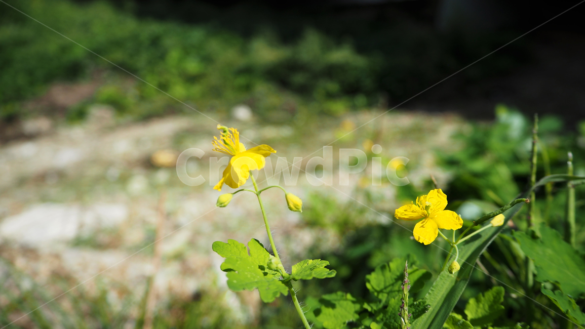 야생화,꽃,식물,wildflower,flower,plant,식물,자연,plants,nature,꽃,flower