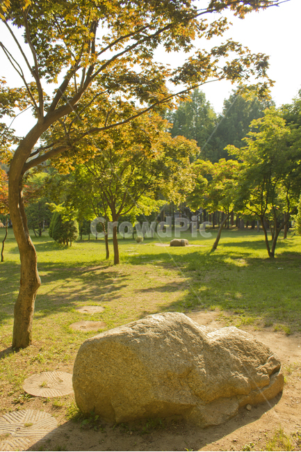 남이섬,섬,나미나라,춘천,한국,대한민국,자연,숲,식물,공원,돌,바위,스톤,단풍나무,여름,나무,정원,그린,녹색,초록색,숲속,조경