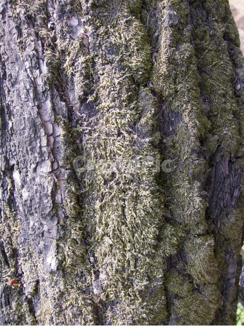 나무이끼,이끼,숲속,식물,신선함,식물,자연,plants,nature,나무,trees,wood