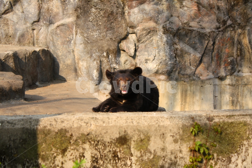 곰,동물,bear,animal,포유류,야생동물,동물,animal,포유류,mammal