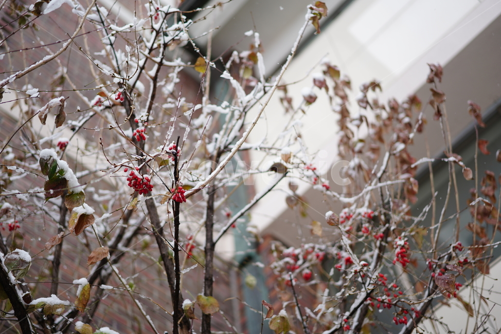 눈,추위,겨울,흰색,화이트,snow,winter,white,식물,생물,가지,설경,감성,날씨,겨울,계절,winter,season,식물,자연,plants,nature