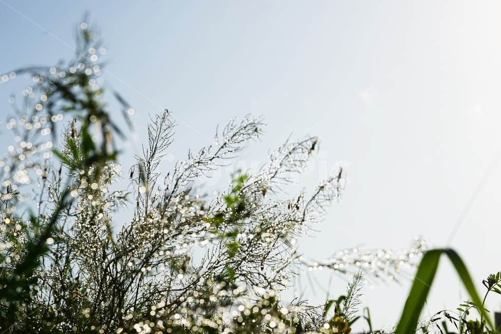 빗방울,비,아침햇살,풀,빛반사,식물,자연,plants,nature,휴식,힐링,rest,relaxation,healing