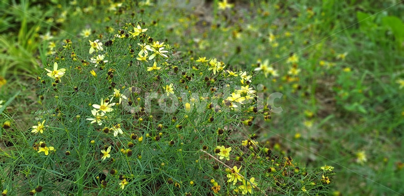 꽃,노란꽃,자연,들핀꽃,노랑,sensible,감성적인,분위기있는,flower,따뜻한,풀