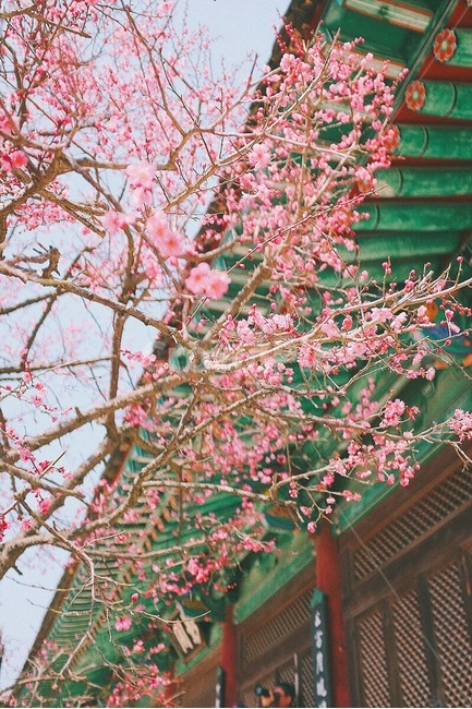 감성사진,꽃,매화,절,사찰,통도사,필름,색감,봄,계절,spring,season,한국전통,한국문화,korean traditional,korean culture,식물,자연,plants,nature,꽃,flower,plant,blossom