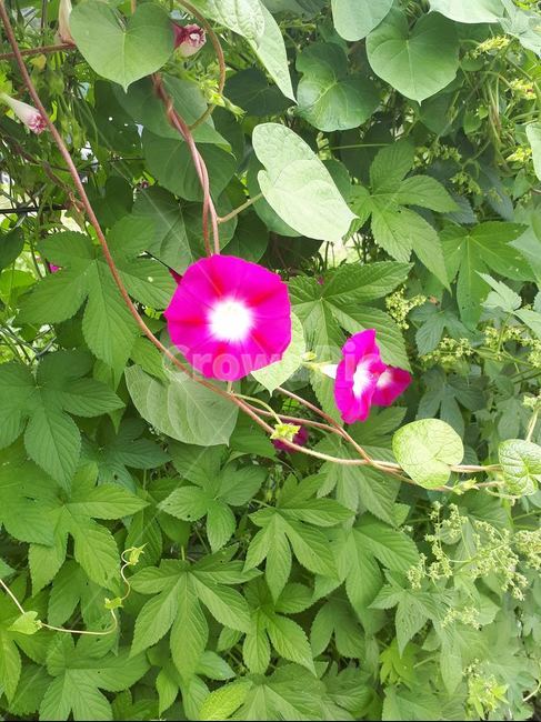 나팔,나팔꽃,분홍색,사랑,결속,식물,자연,plants,nature,꽃,flower