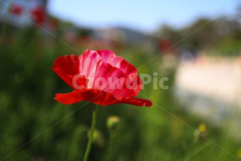 꽃,flower,blossom,꽃한송이,붉은꽃