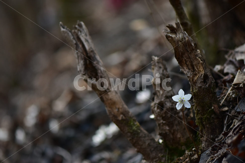 변산바람꽃,야생화,봄,꽃,흰색,자연,식물,식생,봄의전령사,풀꽃,미나리아재비과,plants,nature,spring,season,flower,식물,자연,plants,nature,꽃,flower