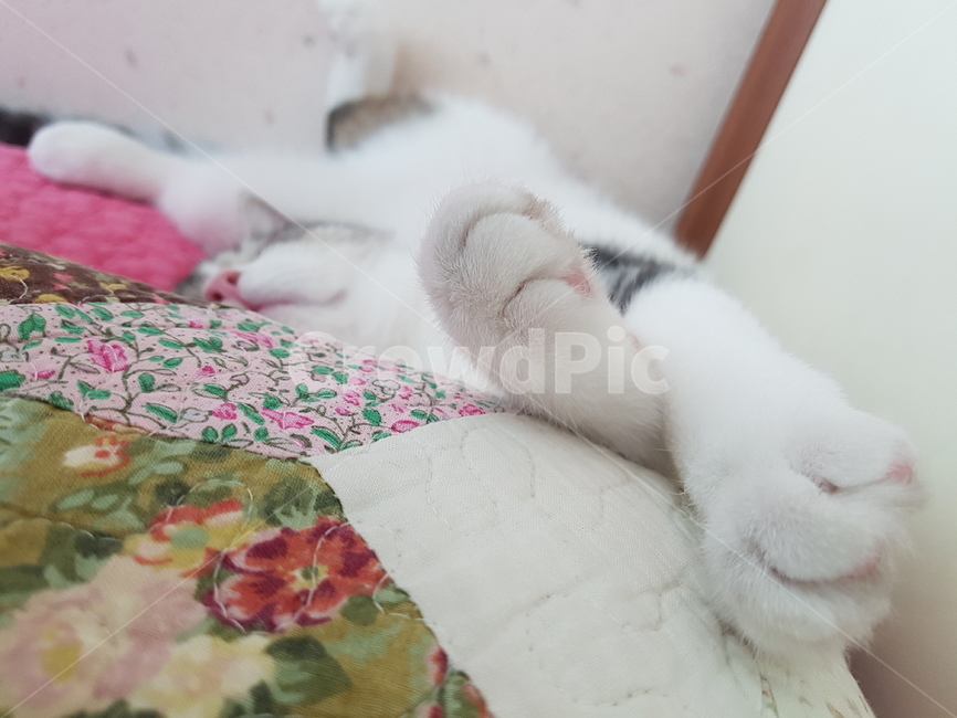 고양이,핑크코,cat,핑크발바닥,냥,냥이,하얀고양이,귀여운,애기고양이,kitten,동물,animal,포유류,mammal,고양이,cat,kitten,kitty