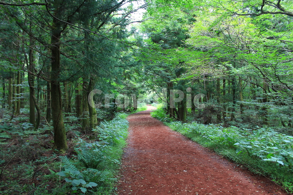 landscape photography,Jeju,I want to buy it,red clay road,jeju island,soil,ocher,cure,spring,path,healing,road,Saryeoni Forest Trail,travel,forest road