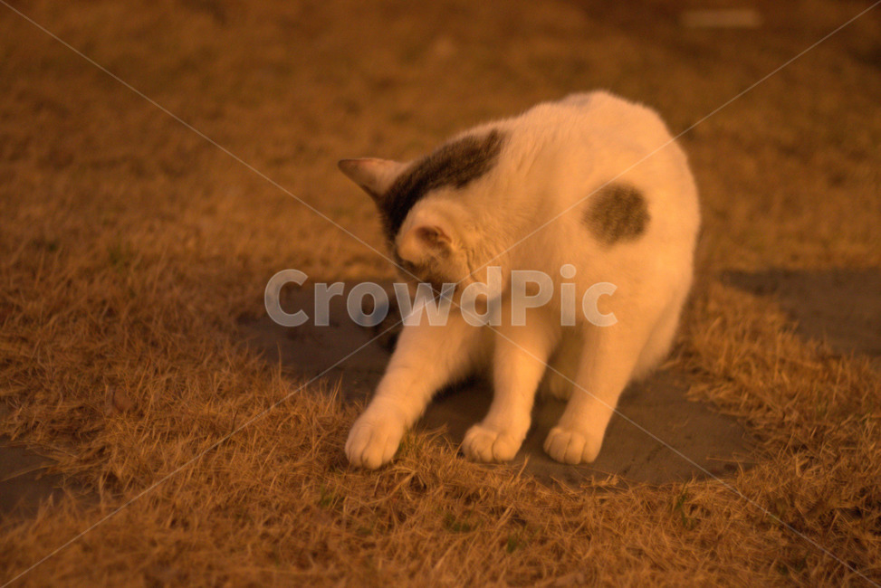 고양이,길고양이,그루밍,귀여움,냥이,동물,animal,포유류,mammal,고양이,cat,kitten,kitty
