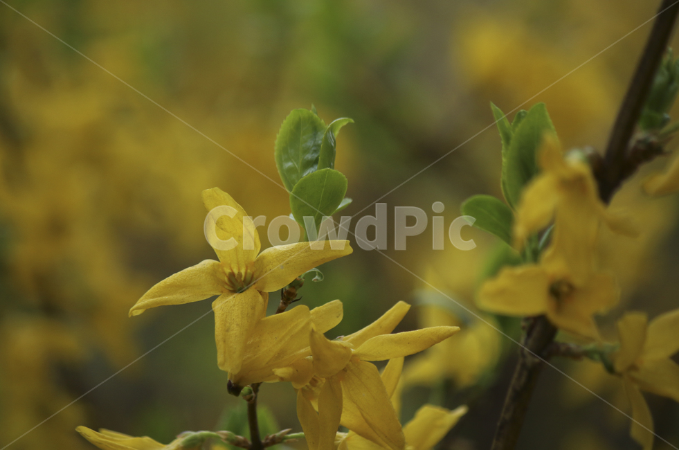 plant,식물,leaf,잎,spring,봄,yellow,노란,flower,blossom,꽃,yellowflower,노란꽃,개나리