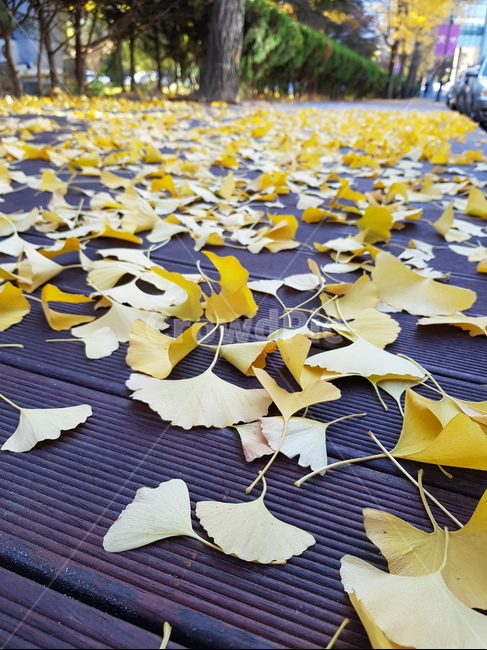 은행,가을,낙엽,낙엽길,고독,가을,계절,fall,autumn,season,식물,자연,plants,nature