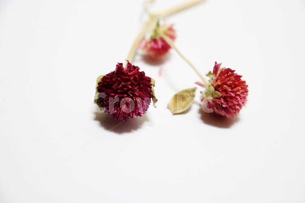 천일홍,장미,미니장미,꽃,드라이플라워,말린꽃,식물,자연,plants,nature,꽃,flower