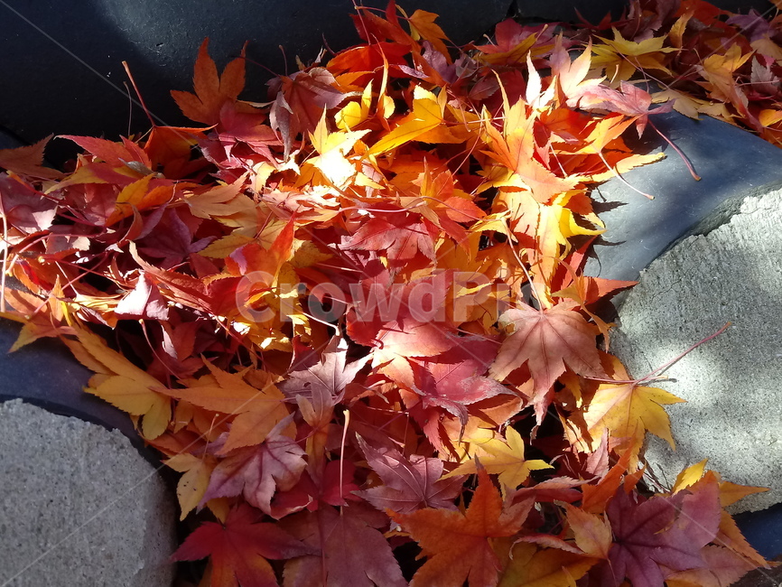 단풍,단풍잎,가을,leaf,잎,plant,식물,계절,fallautumnseason,outdoors,옥외,자연풍경,naturelandscape,기와,가을,계절,fall,autumn,season,식물,자연,plants,nature,tree,나무,maple