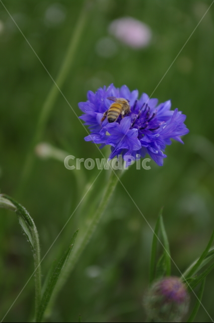 꽃,flower,식물,plant,자연,nature,벌