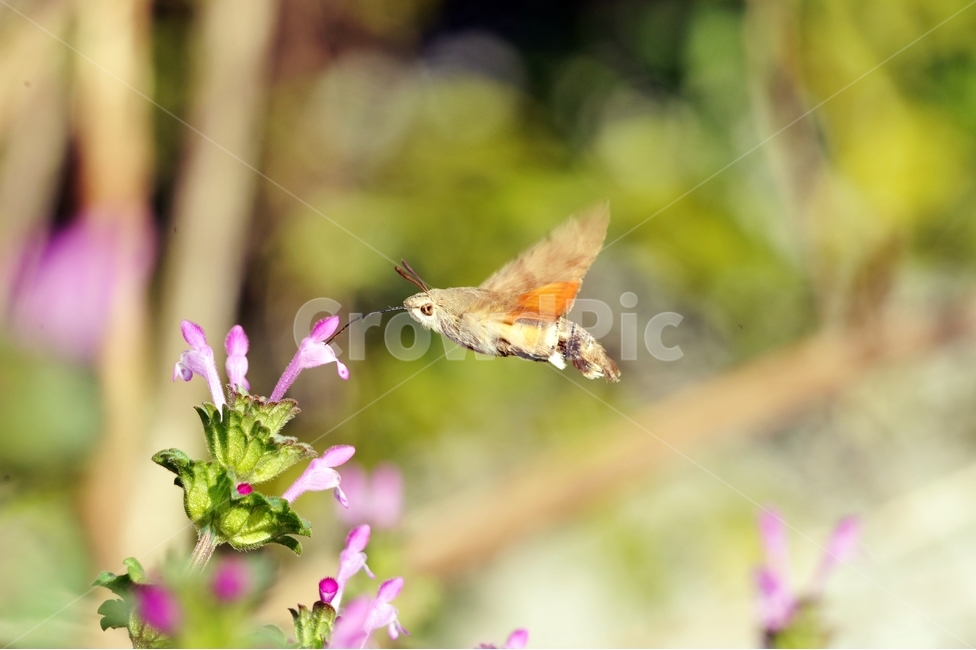 벌새,곤충,벌,광대나물,야생,꽃,동물,animal,곤충,벌레,insect,bug