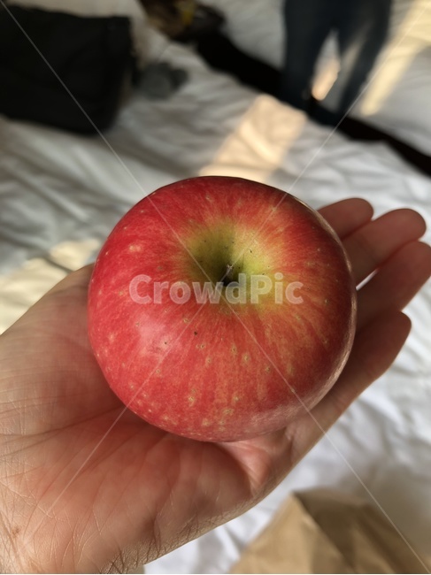사과,예븐사과,빨간사과,사과하다,사과먹기,음식,식재료,요리,food,cook,meal,dishes,food reserves,과일,열매,fruit