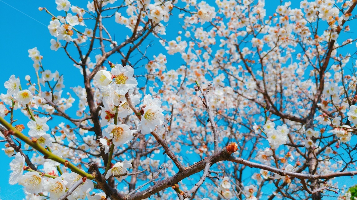 매화,매화꽃,봄꽃,봄,꽃,하늘,flower,plum,spring,sky,벚꽃,매화나무,식물,자연,nature