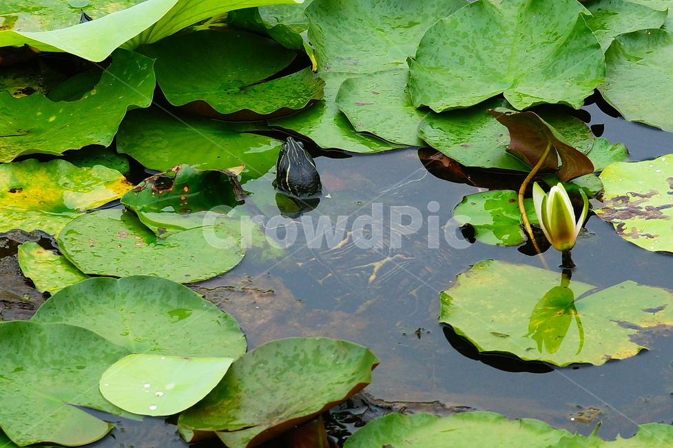 plant,식물,flower,꽃,geranium,blossom,자라,식물,자연,plants,nature
