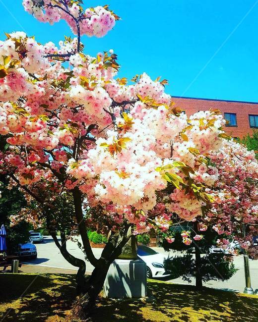 꽃,벚꽃,분홍색,꽃나무,벚꽃나무,식물,자연,plants,nature,꽃,flower,나무,trees,wood