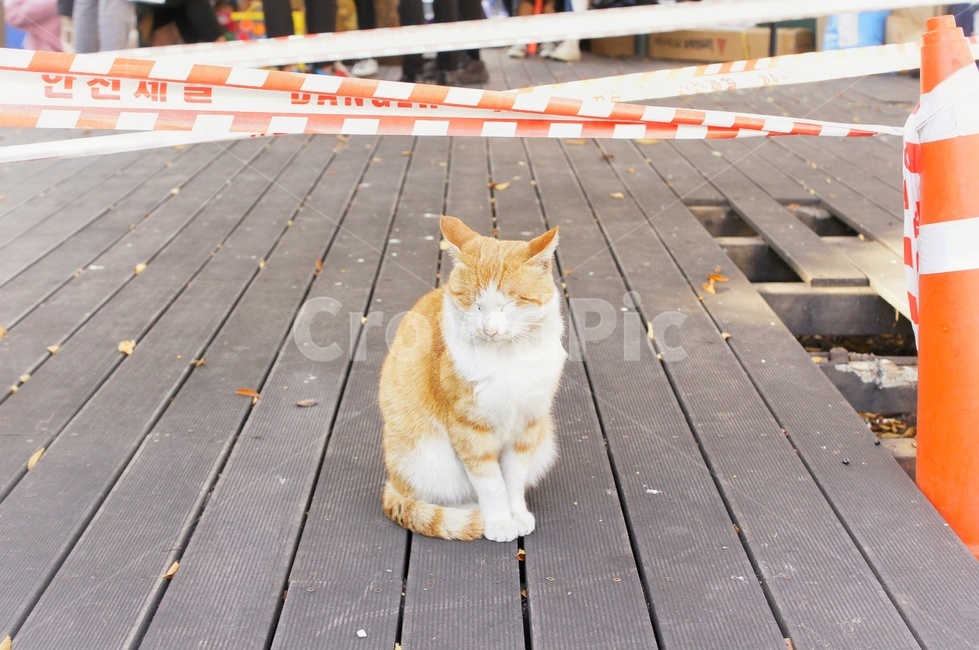 길냥이,고양이,길고양이,유기동물,쓸쓸한,cat,straycat,cats,animal,사람,동물,인파,낙엽,외로운,여유로운,pet,동물,animal,포유류,mammal,고양이,cat,kitten,kitty