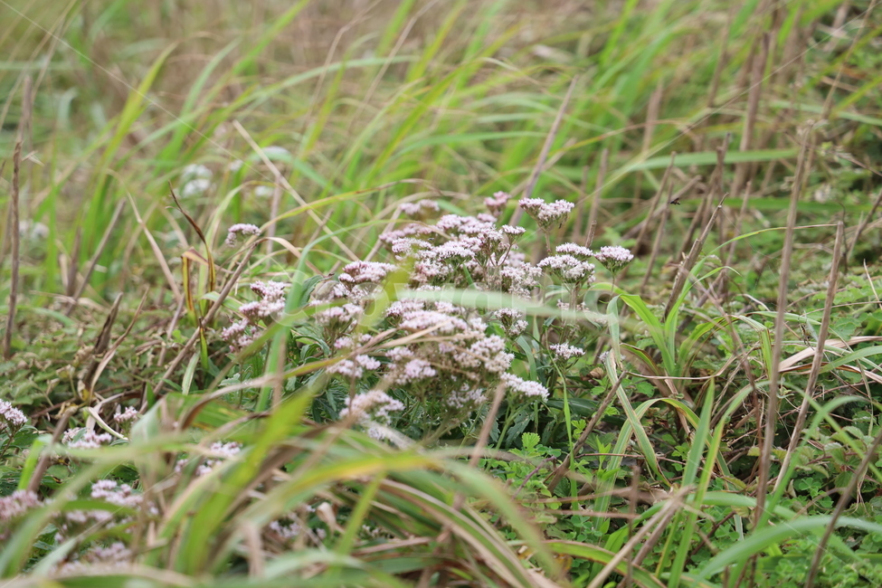 식물,꽃,풀,자연,제주도꽃,식물,자연,plants,nature,꽃,flower