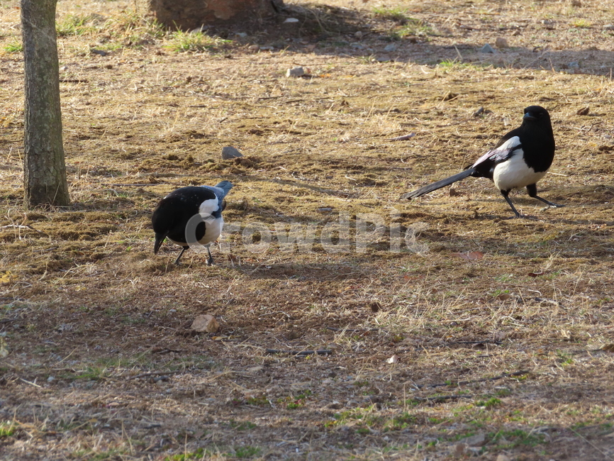 까치,동물,잡초,흙,봄,새,조류,갈색,식물,자연,한국조류,magpie,animal,weed,dirt,nature,spring,bird,brown,flora,동물,animal,조류,새,birds