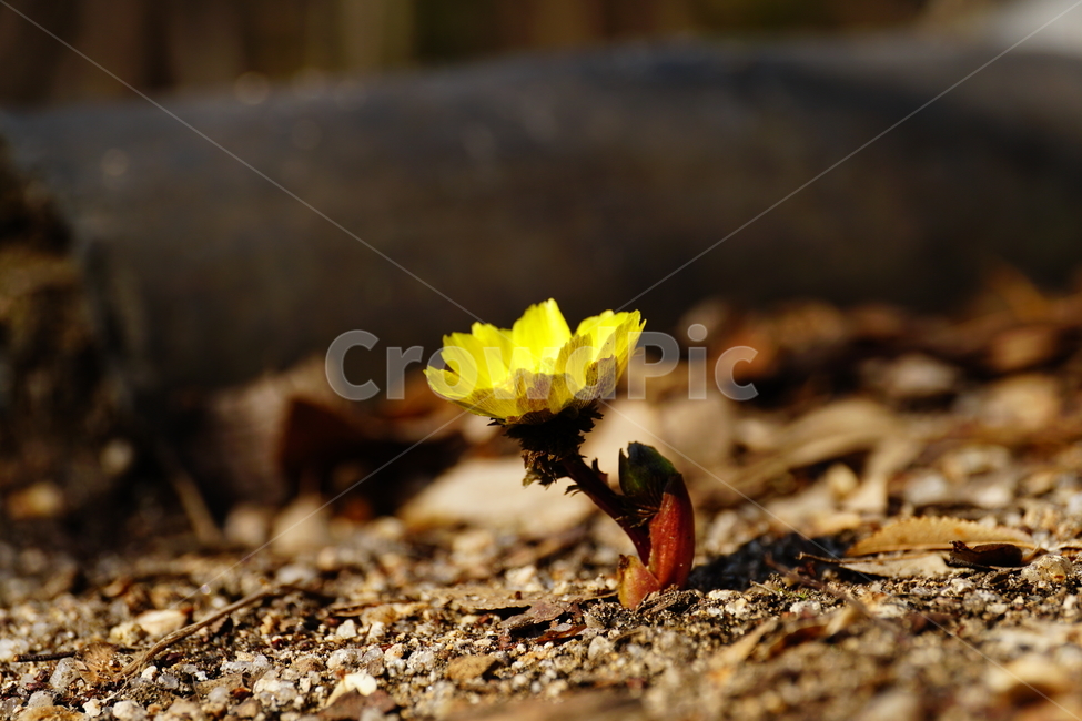 복수초,봄꽃,한국자연,꽃,꽃사진,플라워,flower,봄,spring,식물,plants,자연,nature,풍경,landscape,계절,season,snap,스냅,접사,macro,closeup,클로즈업,감성사진,감성,힐링,healing,느낌,feel,feeling,꽃밭,화단,나무,나뭇가지,tree,꽃봉오리,3월,March,야생화,봄,계절,spring,season,식물,자연,plants,nature,꽃,flower,gravel,자갈,road,도로,dirt road,흙길,ground,바닥