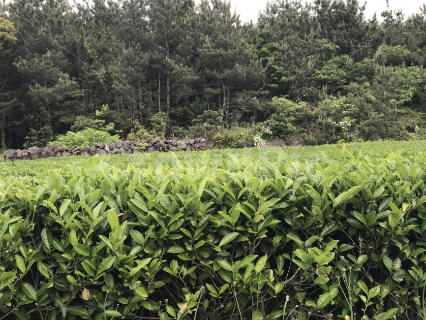 제주도,자연,무보정,녹차,초록색,자연,풍경,nature,landscape,outdoors,옥외,vegetation,초목,plant,식물