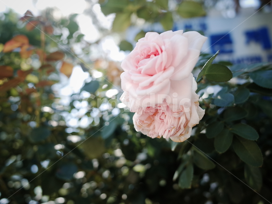자연,blossom,장미,plant,식물,제라늄,geranium,꽃,flower,rose,꽃,flower
