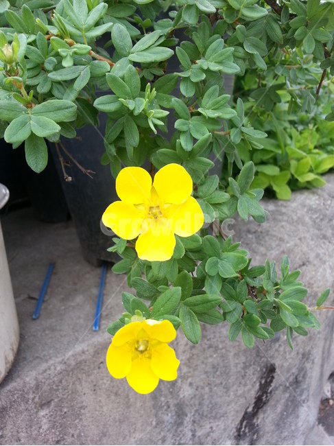blossom,꽃,flower,식물,plant,식물,자연,plants,nature,꽃,flower