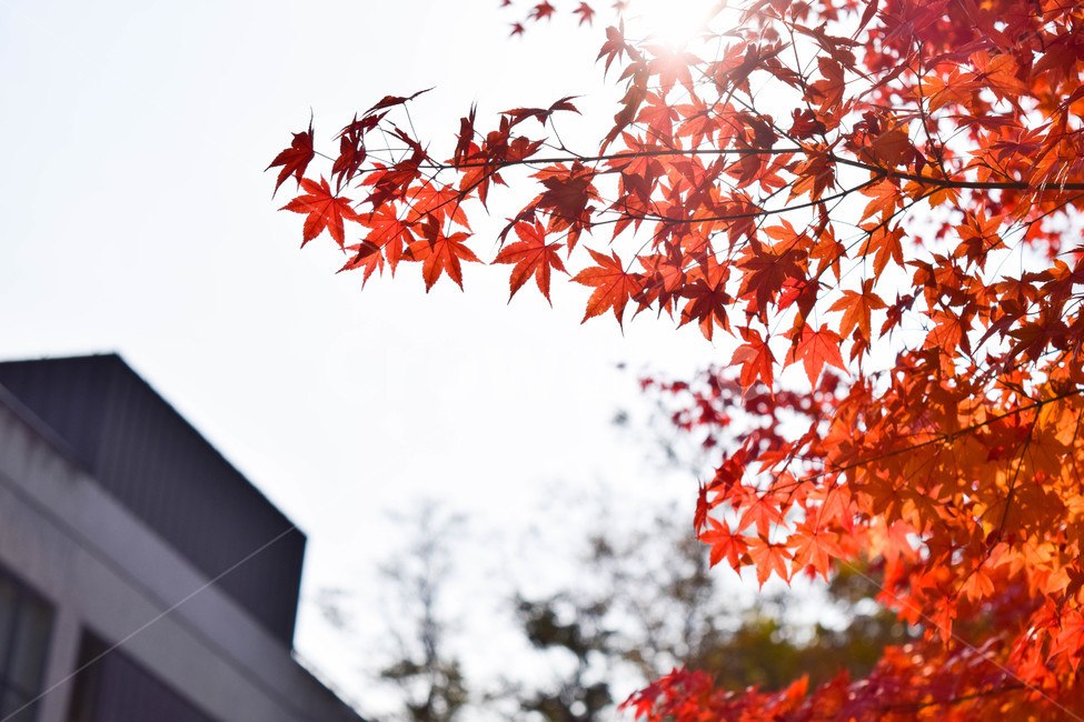단풍,해,햇빛,하늘,풍경,감성,가을,계절,fall,autumn,season,leaf,잎,plant,식물,tree,나무