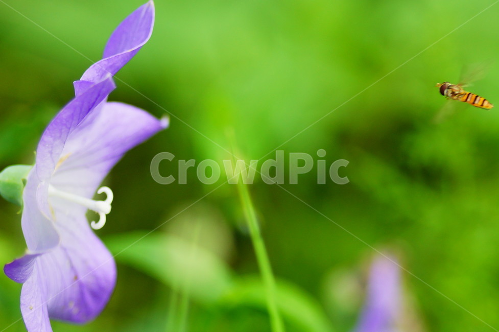 식물,plant,blossom,꽃,flower,도라지,벌,식물,자연,plants,nature,꽃,flower