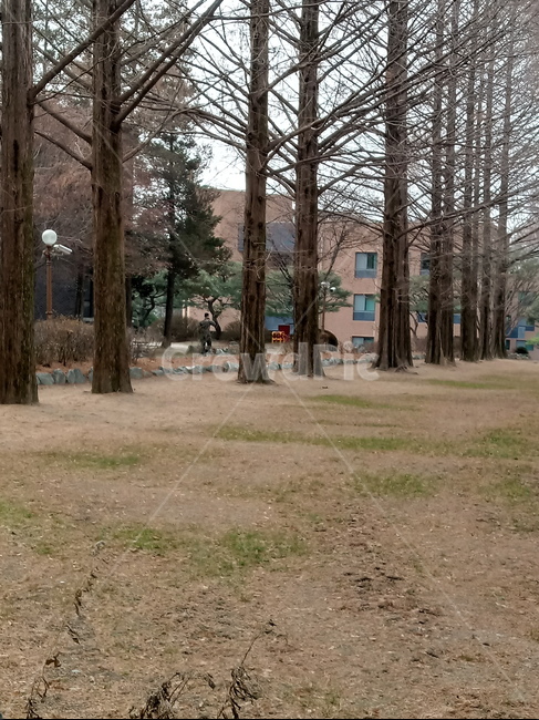 나무,식물,plant,tree,treetrunk,나무줄기,자연,큰나무,건물,메타세과이어,식물,자연,plants,nature,나무,trees,wood