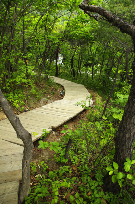 소나무,나무,숲,자연,산책,식물,힐링,길,자연,풍경,nature,landscape,boardwalk,산책로,bridge,다리,building,건물