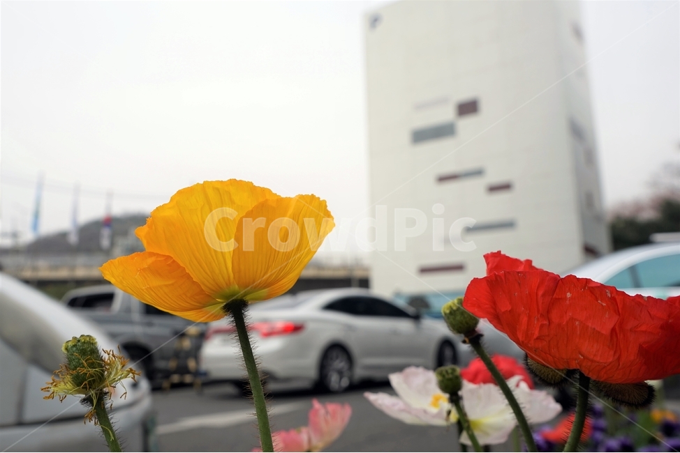봄,꽃,꽃송이,원예,자연,아름다움,향기,spring,season,flower,floreal,bloom,nature,garden,노랑,꽃잎,beautiful,plant,식물,자연,plants,nature,꽃,flower