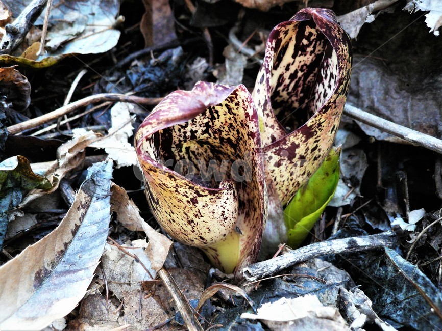 앉은부채,천남성과,금련,유독성,여러해살이풀,야생화,식물,자연,plants,nature
